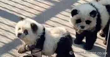 Chinese zoo under fire for dyeing dogs to look like pandas hits back in baffling response