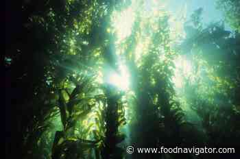 Kelp seaweed: Is this the next 'superfood' trend?