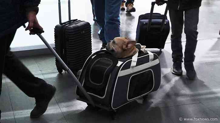 What to know about the CDC's new rules for traveling with your dog