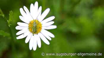 Das bietet die Woche der Artenvielfalt in Ulm und im Landkreis Neu-Ulm