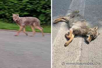 Zwervende wolf doodgereden in Zoersel: een paar honderd meter verder en hij zat in een heel ander landschap