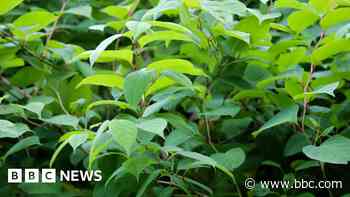 Land owner loses Japanese knotweed pay-out
