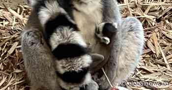 Saskatoon zoo welcomes baby ring-tailed lemur this week