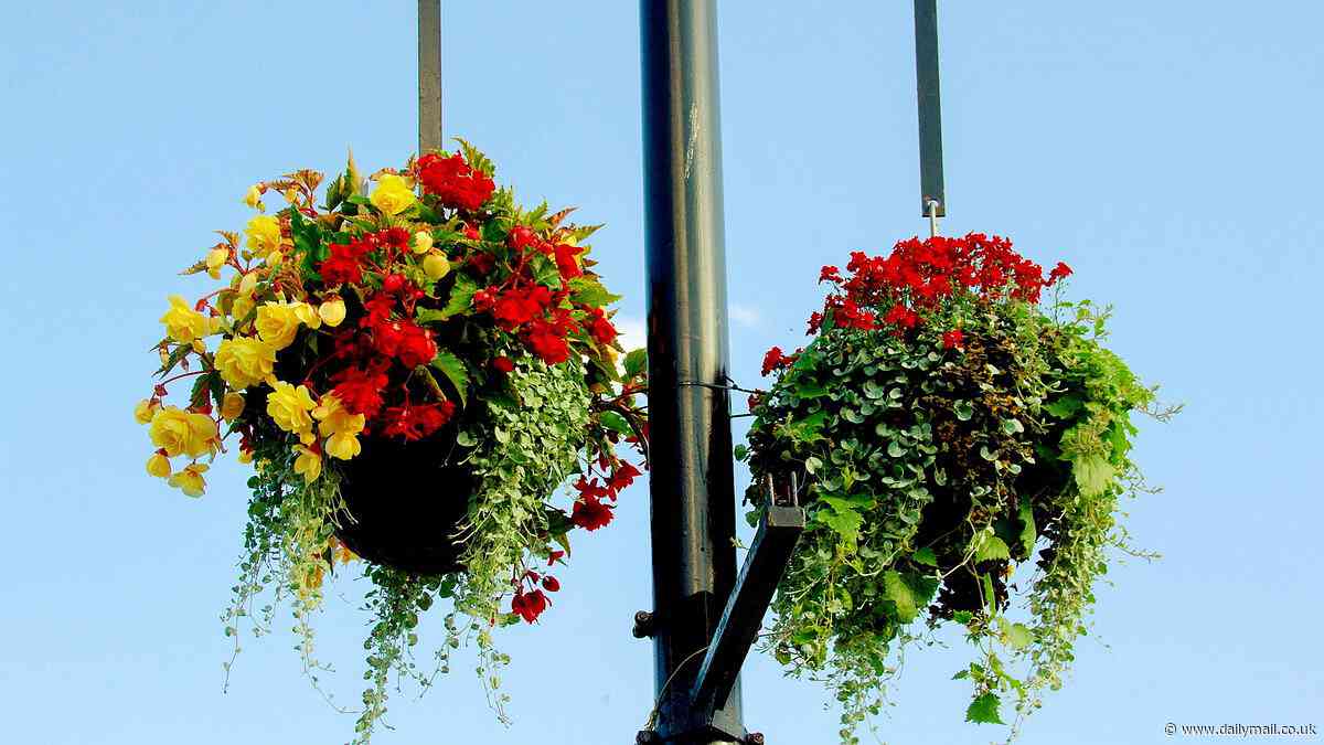 Britain In Bloom winners who were told by council 'jobsworths' to complete safety course before hanging baskets on lampposts are saved after well-wishers offered to cover £165 costs
