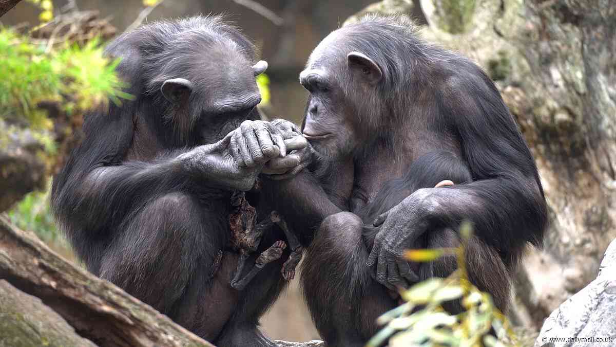 The mother who can't say goodbye: Mourning chimpanzee still carries her baby's mummified remains three months after it died at Spanish zoo