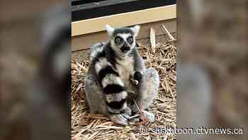 Saskatoon Zoo welcomes adorable baby lemur