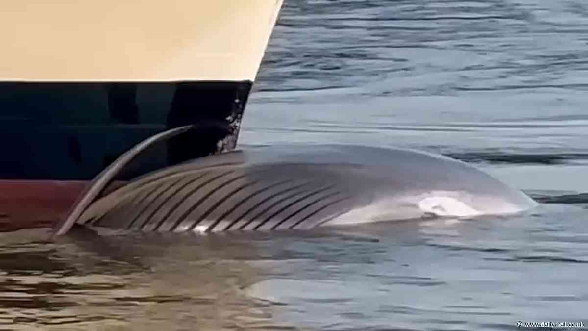 Shocking moment cruise ship arrives in NYC with a 44-foot dead endangered whale caught in its bow