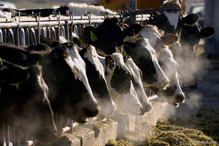 Officials pledge reimbursements for dairy farms impacted by avian flu