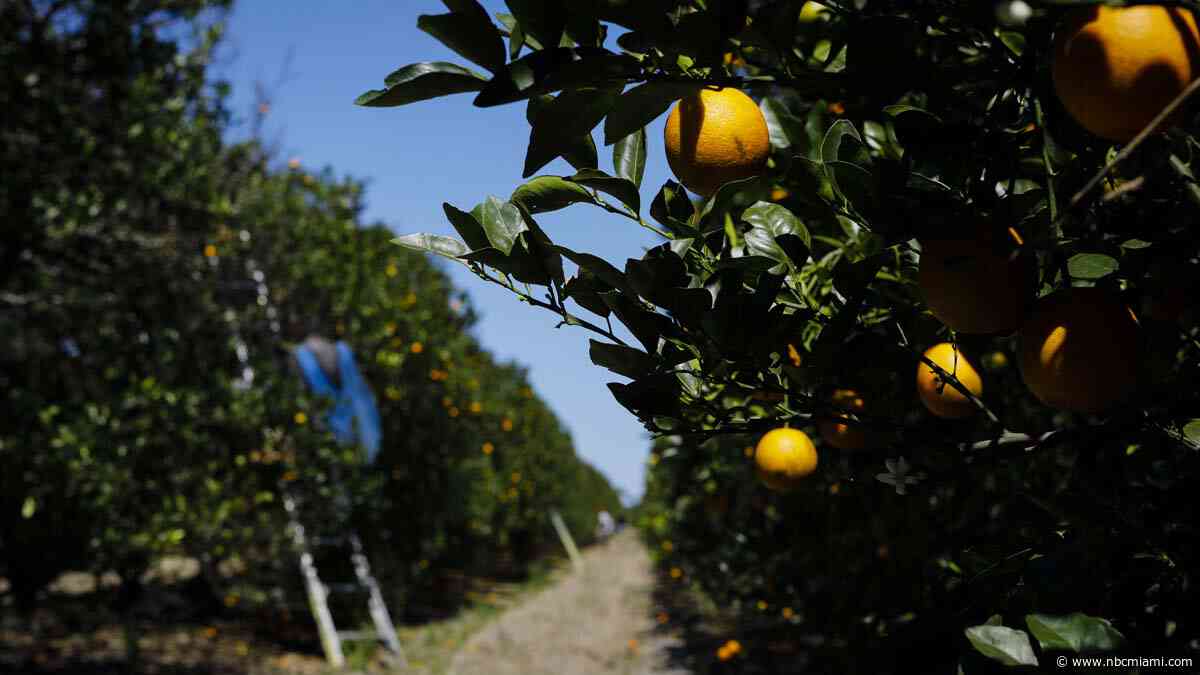Florida citrus industry continues to feel squeeze as production forecast drops