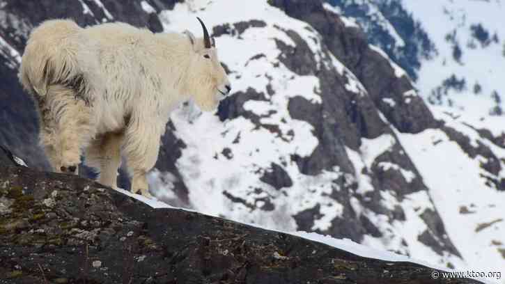 Avalanches are a leading cause of death for Southeast Alaska’s mountain goats
