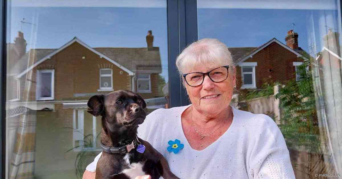 Chihuahua-pug cross suffers nasty blisters after touching UK’s ‘most dangerous plant’