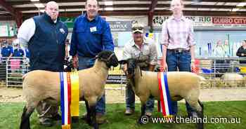 Bowen Suffolk reign supreme in the NSW State Sheep show Suffolk ring