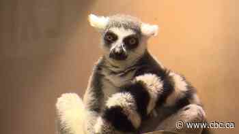 Lucy the lemur becomes new mom in time for Mother's Day