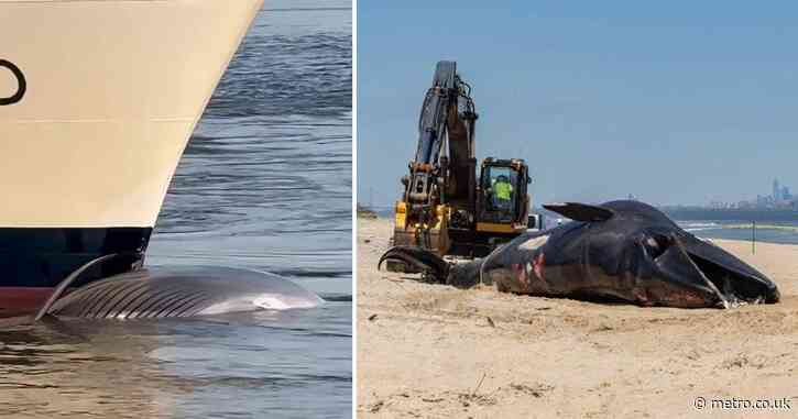 Cruise ship docks with dead endangered whale stuck on its bow