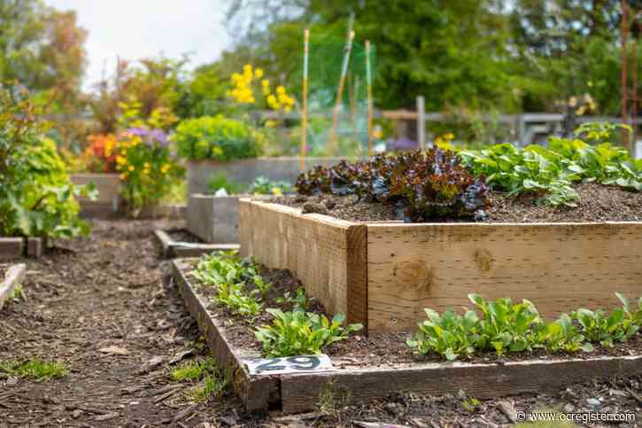 15 pro tips for starting vegetables in the May garden