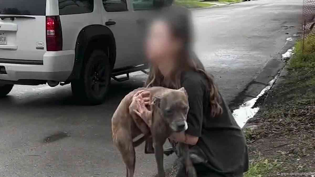 Texas man used Taekwando to fight off bloodthirsty pitbull that targeted his dog - but attack dog's female owner won't be punished for having it off-leash