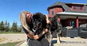 Black Dog Gala: Calgary event to celebrate dogs of a different colour