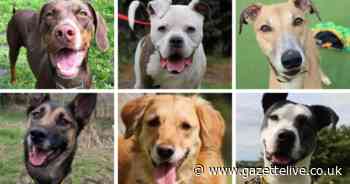 44 adorable dogs looking for loving homes at Dogs Trust in Darlington