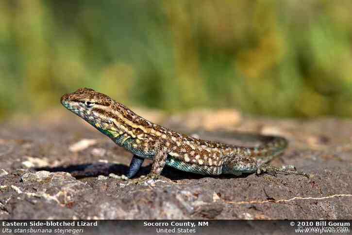 What lizards are in your Albuquerque backyard?
