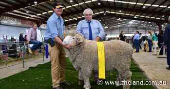 Weealla takes supreme Merino exhibit at NSW Sheep Show