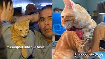 Sony: Gatito que vive tras las rejas en Perú cautivó a redes sociales