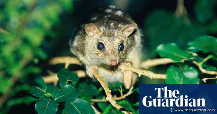 ‘Only hope we’ve got’: the audacious plan to genetically engineer Australia’s endangered northern quoll