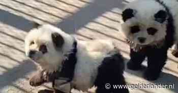 Chinese dierentuin onder vuur na zwart-wit verven honden voor ‘panda-tentoonstelling’