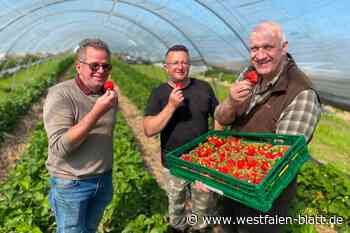 Tunnelanbau beschert erste heimische Erdbeeren