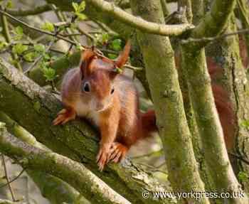 Visiting the red squirrels at Yorkshire Arboretum near York