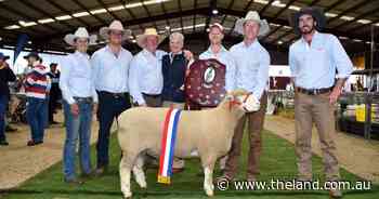 Tattykeel makes it 11 years running for supreme interbreed exhibit