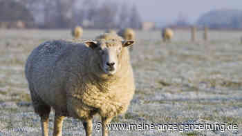 Schlägt die Schafskälte im Juni zu? 100-jähriger Kalender mit klarer Wetter-Prognose