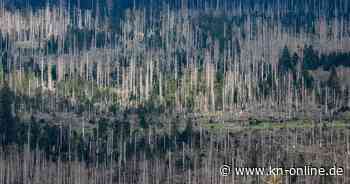 Waldumbau: Problem für Europas Wälder - nur wenige Baumarbeiten sind geeignet