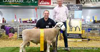 Lakeside Park sashed top honour in White Suffolk ring at State Sheep Show