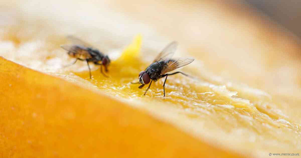 Unusual drink traps fruit flies so they 'can't escape' - and it only costs 49p