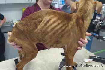 Cruel couple neglected their three dogs leading to one dying of starvation