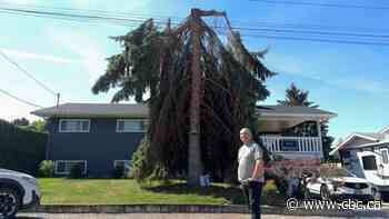 Kelowna man 'laughing stock' of his street after surprise FortisBC tree work