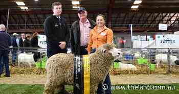Boolina continues its supreme run in the Corriedales at NSW Sheep Show