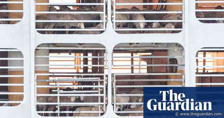 Australian government offers fiver year $107m package to ban live sheep exports in 2028