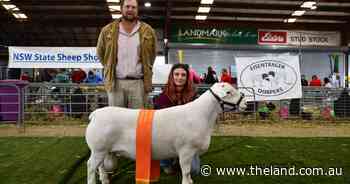Dell, Quebar triumph in the White Dorper ring at NSW Sheep Show