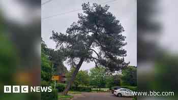 Dangerous tree to be removed by concerned council