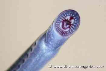 Rare and Endangered, These Non-Parasitic Lampreys Are Far From Home
