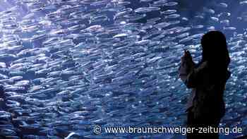Weltweit werden Fische kleiner – Forscher-Streit über Gründe