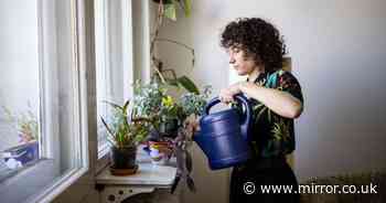 Common mistake that's killing your houseplants and easy way to fix it