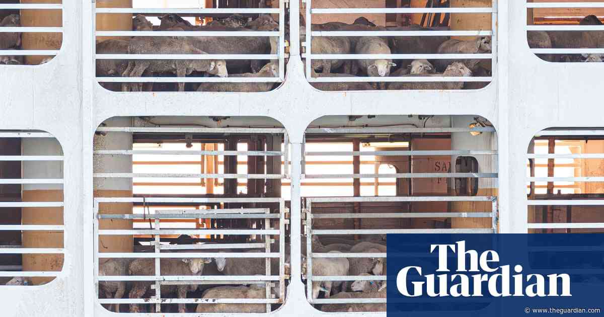 Australian government offers five year $107m package to ban live sheep exports in 2028