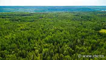 Patch of pristine bush in central Alberta donated to become nature preserve