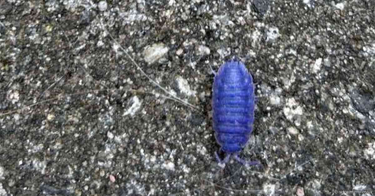 Ultra-rare 'blue woodlouse' amazes people until they learn sad truth behind colour