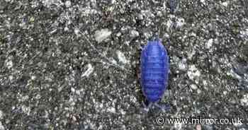 Ultra-rare 'blue woodlouse' amazes people until they learn sad truth behind colour