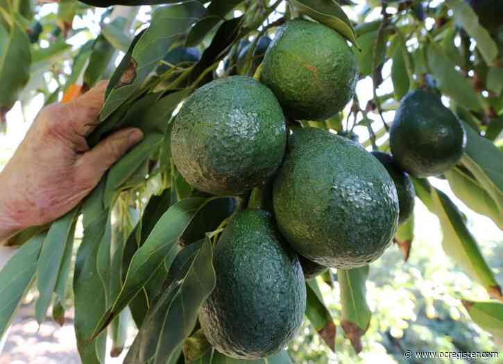 What you need to know about Southern California avocado trees