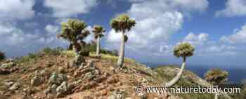 Belangrijke nieuwe inzichten voor zeldzame Caribische palmen