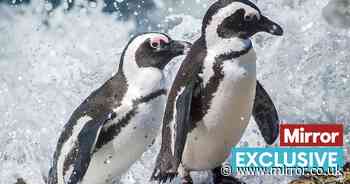 Iconic penguin species starving to death and could be extinct in just 11 years